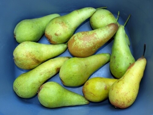 Conference Pears- pack of 3