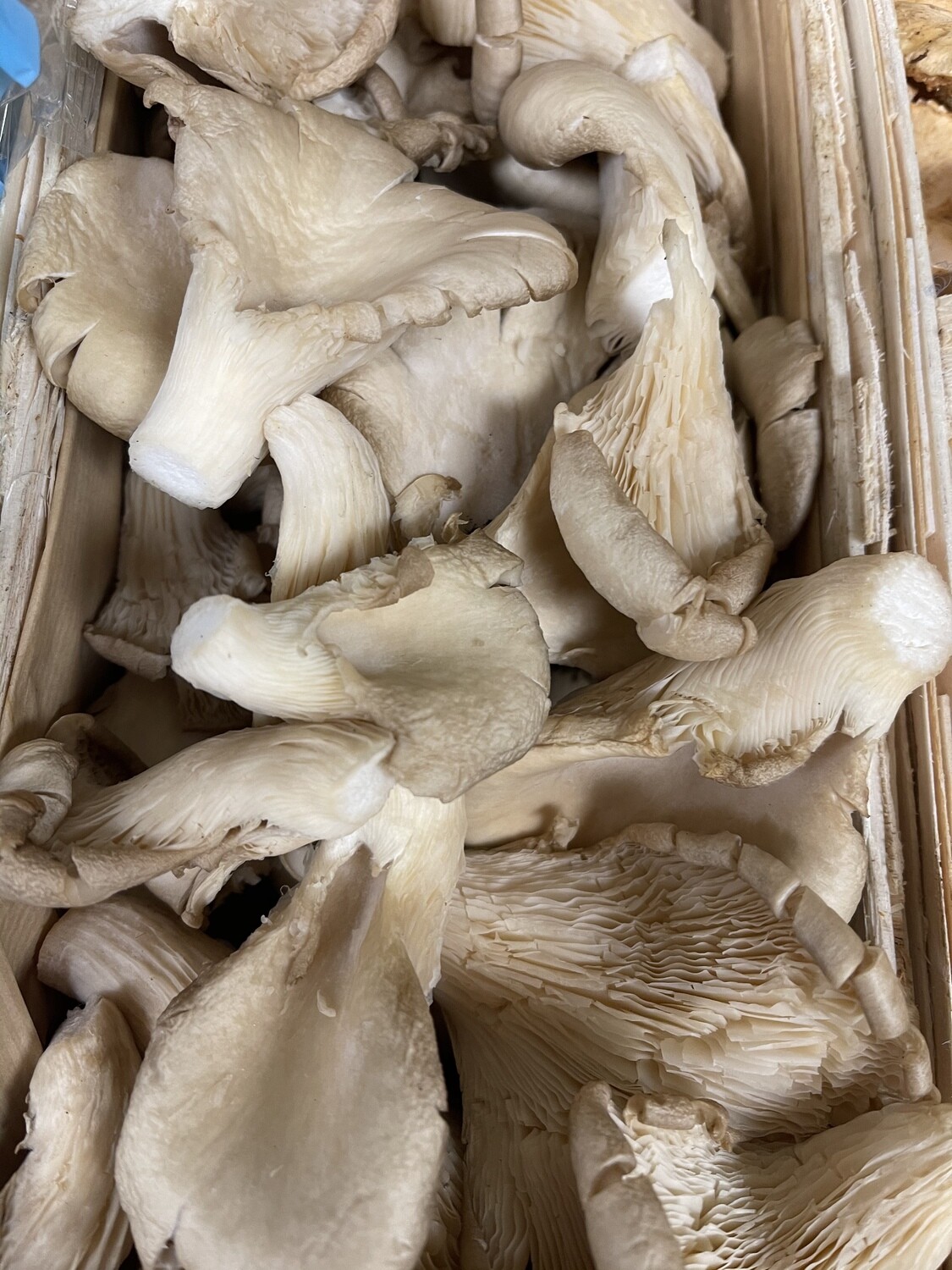 Oyster Mushroom- 100g