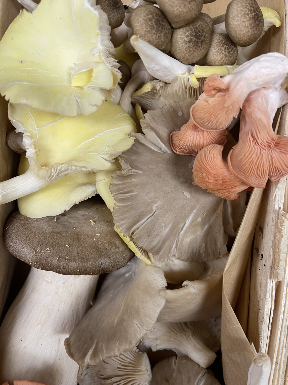 Mixed Exotic Mushroom- 200g