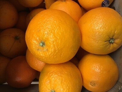 Large Valencia Oranges
