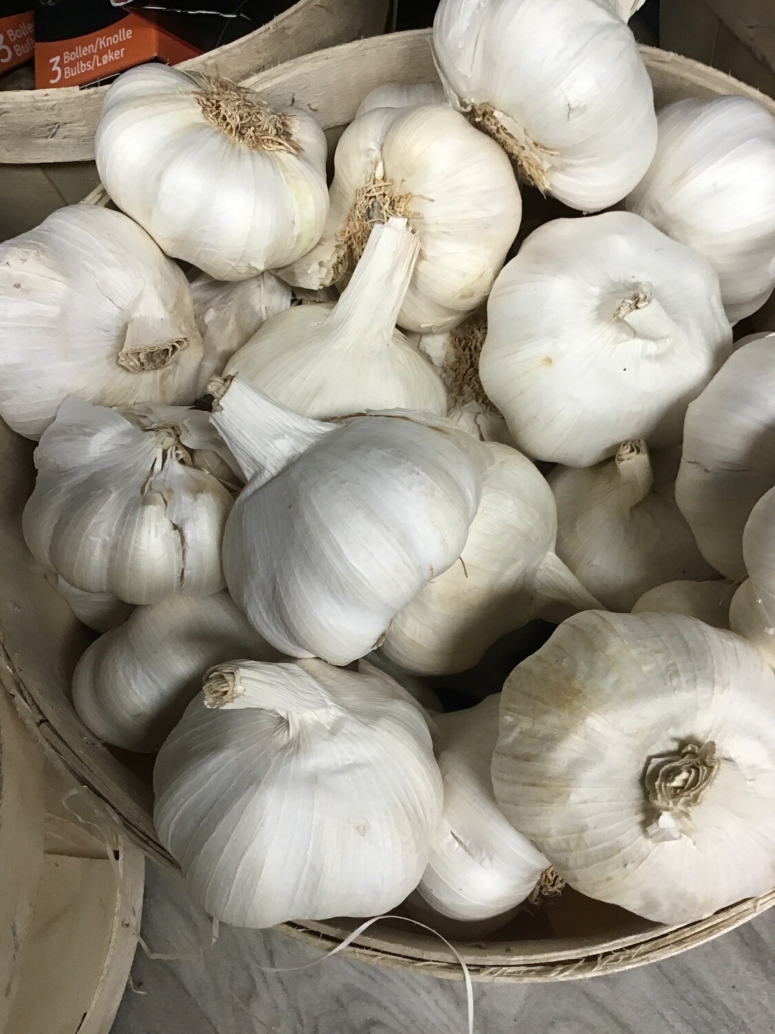Garlic. Jumbo.  Spanish