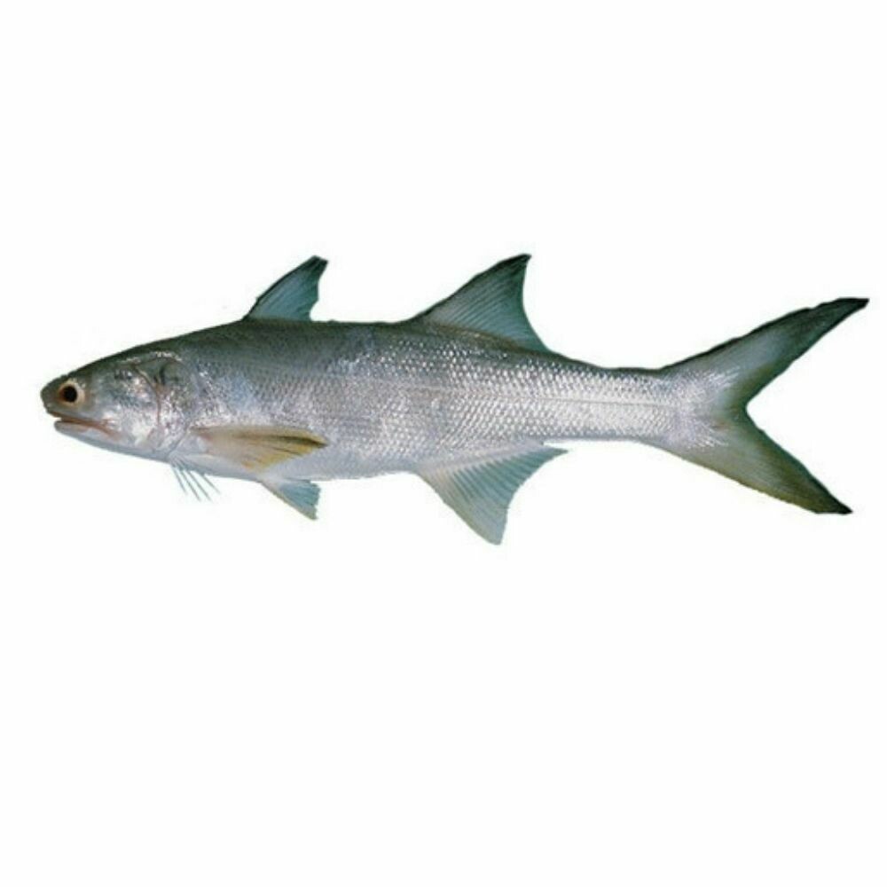 Taila Fish ( Indian Salmon )