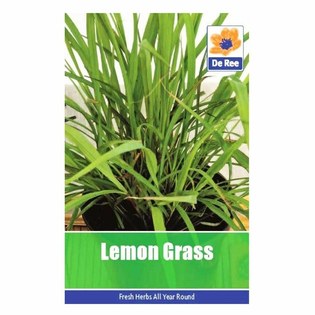 Lemon Grass Seeds (UK)