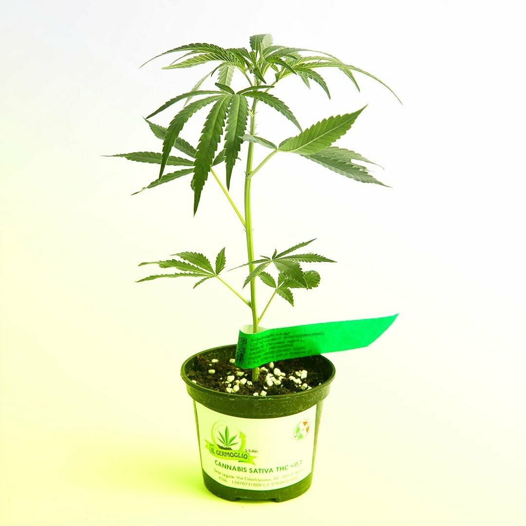 CANNABIS FEMALE CITRUS ROYAL CBD