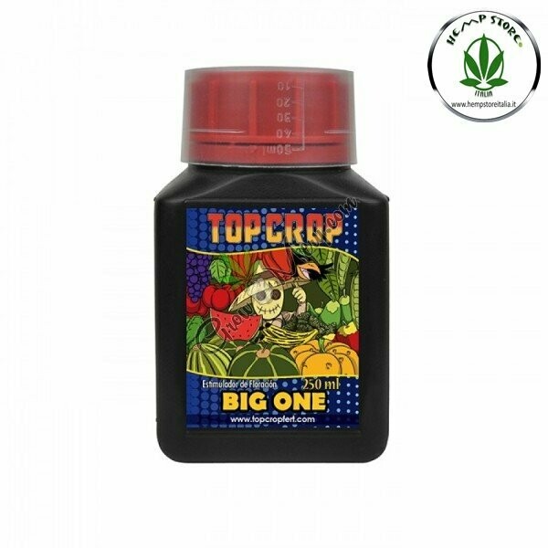 TOP BIG ONE (Fioritura)