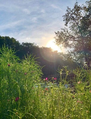 Sunset Yoga at Sugarbud Fields