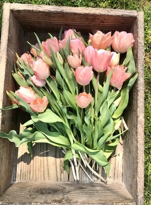 Spring Tulip miniCSA; MONDAYS @ Sugarbud Fields