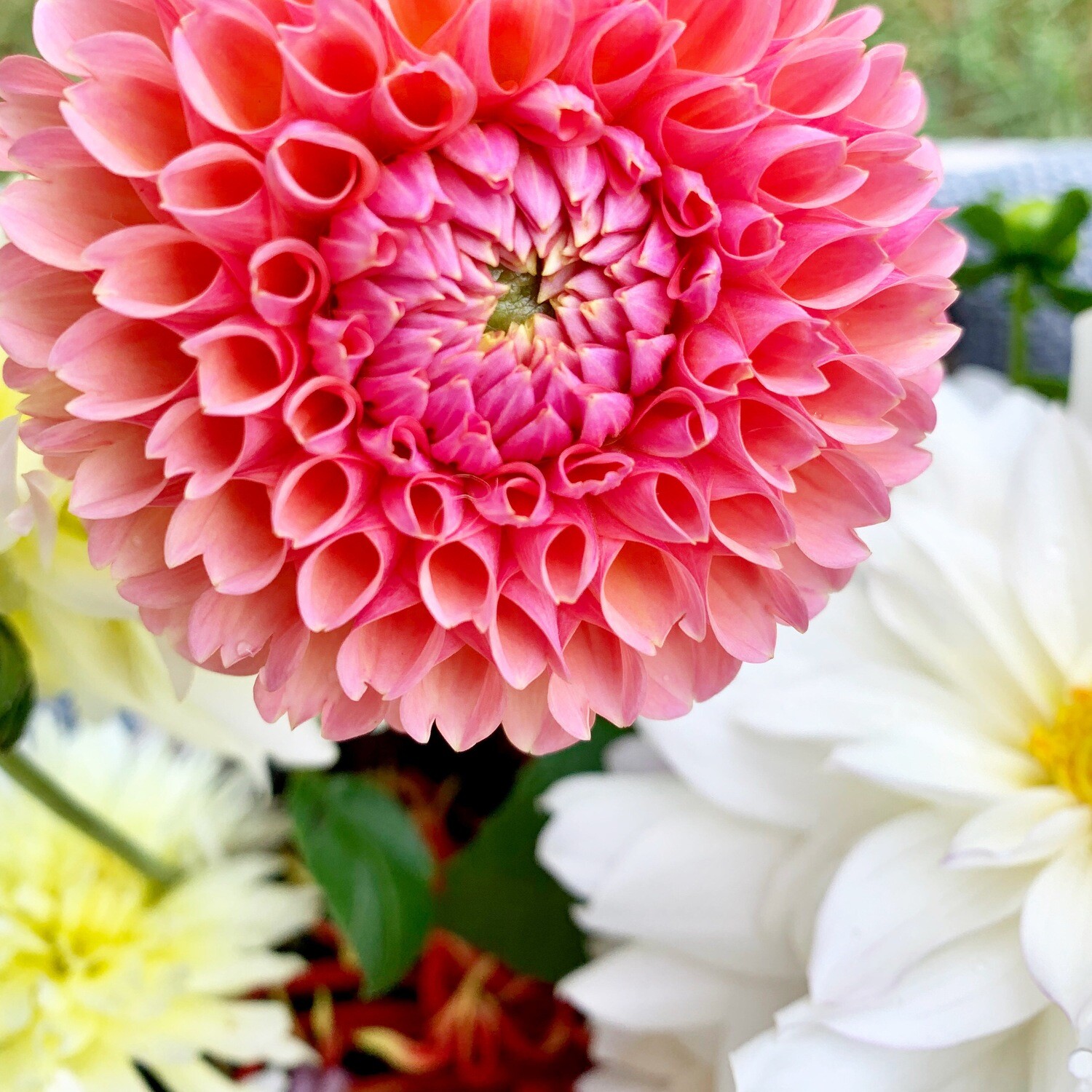 Bi-Monthly Full Season Share 2026 (10 weeks / 5 bouquets)