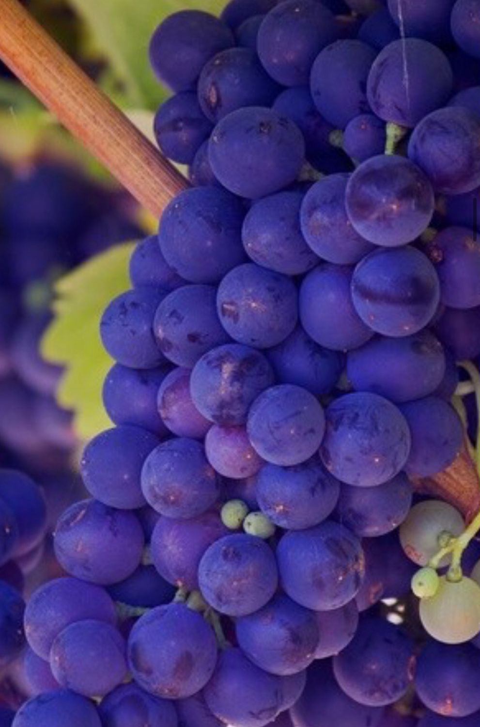 Bumblebee Scents, Please Choose: Grape Bar