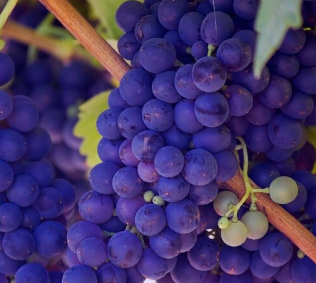 Bumblebee Scents, Please Choose: Grape Bar