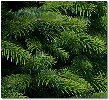 Cut Nordmann Fir 7ft PRE-ORDER NOW FOR DELIVERY OR COLLECTION FROM NOVEMBER 28TH