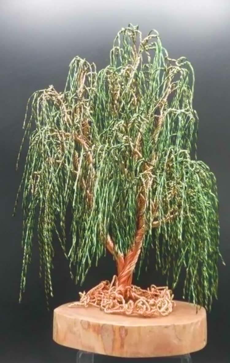 Twisted Limb Weeping Willow*March 29th*12pm