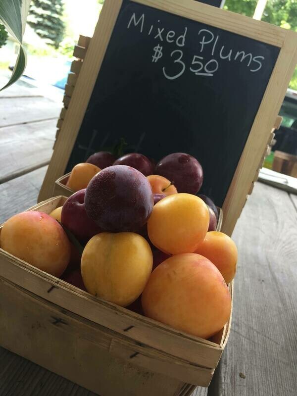 Plums - 1 Pint