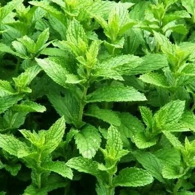 Menthe Poivrée / Mentha piperita