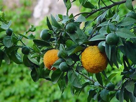 Bergamote   citrus aurantium ssp bergamia