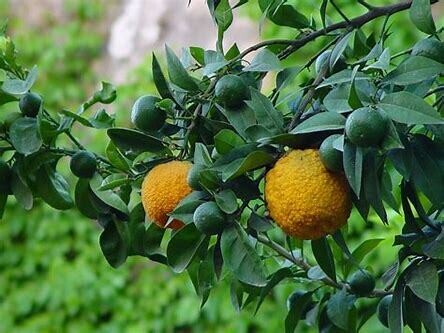 Bergamote citrus aurantium ssp bergamia