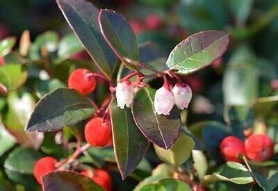 Gaultérie   wintergreen