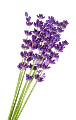 Lavande fine