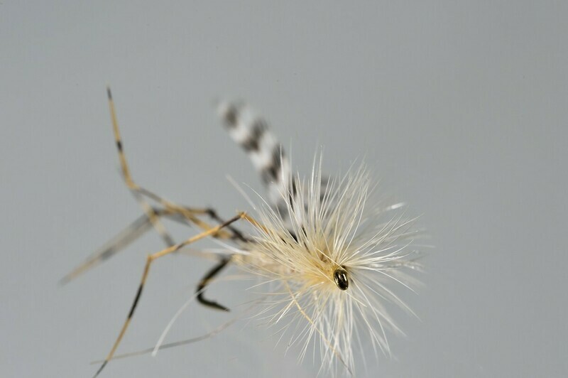 Crane Fly