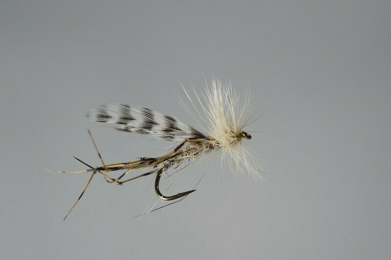 Crane Fly