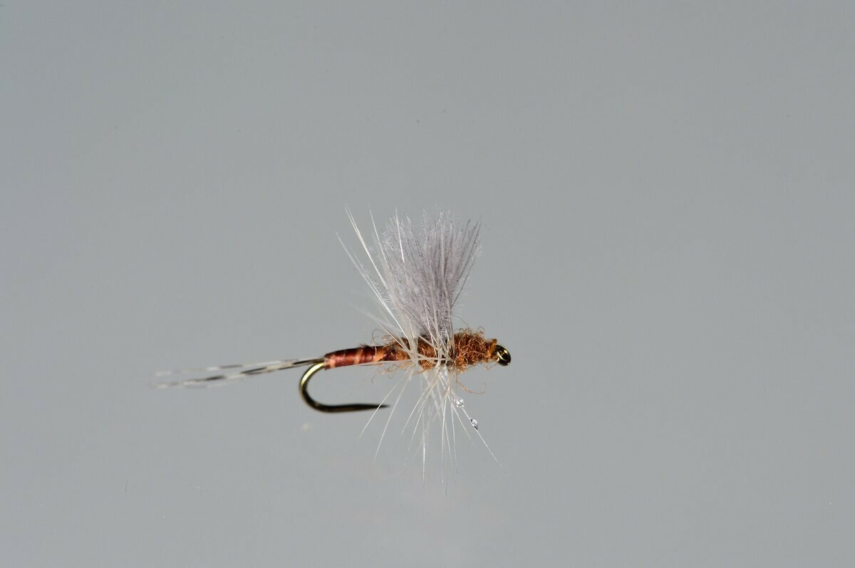Little Red Quill CDC Thorax