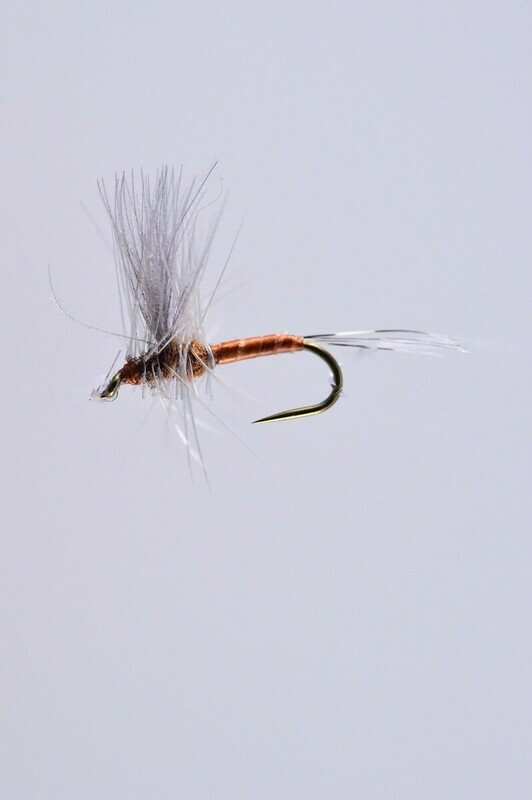 Little Red Quill CDC Thorax