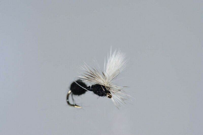 Black Fur Parachute Ant