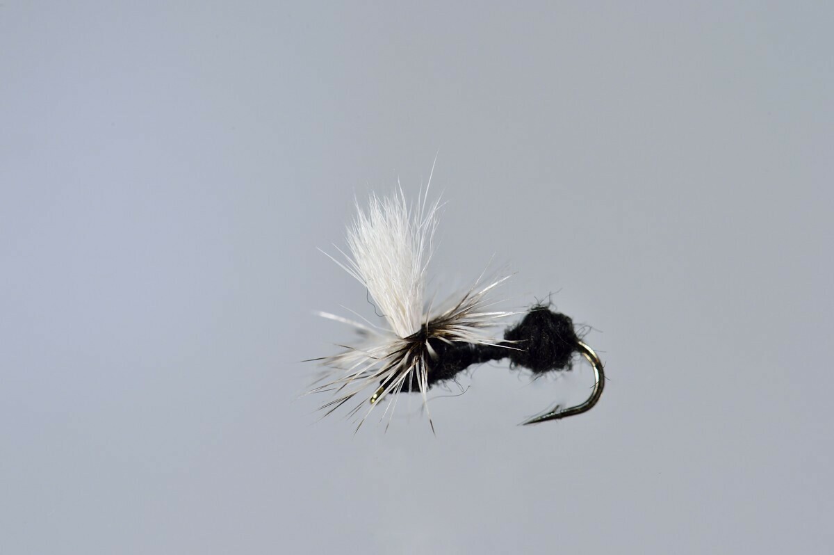 Black Fur Parachute Ant