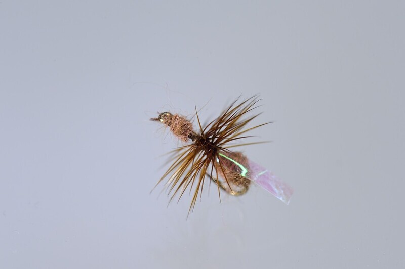 Cinnamon Fur Ant- Winged