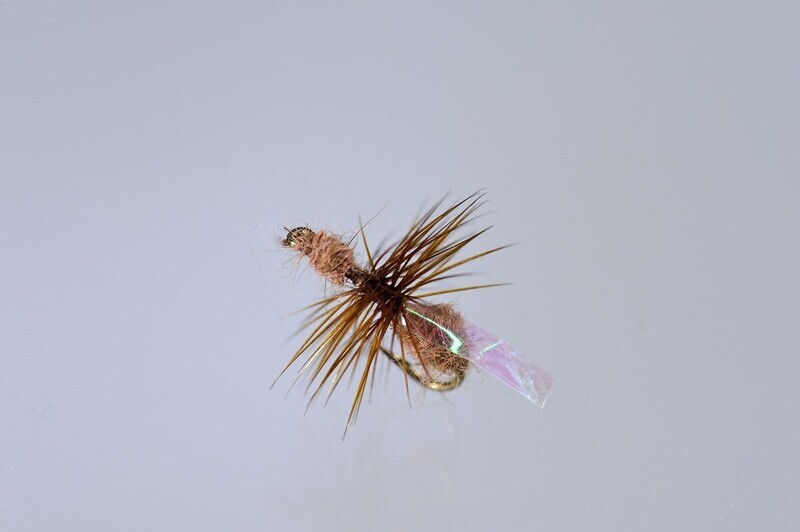 Cinnamon Fur Ant- Winged