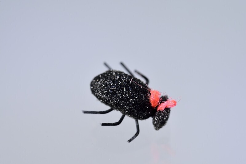 Jim&#39;s Real Beetles