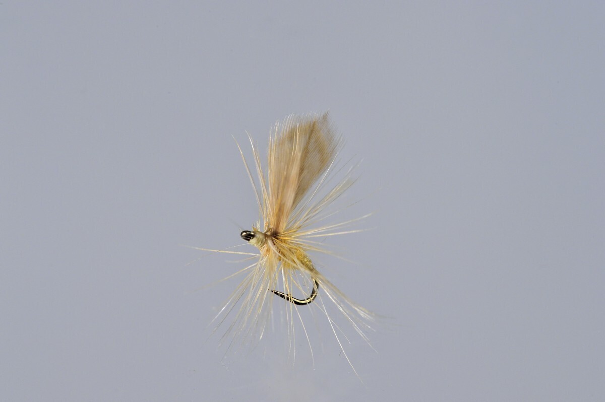 Sulphur Thorax Dun