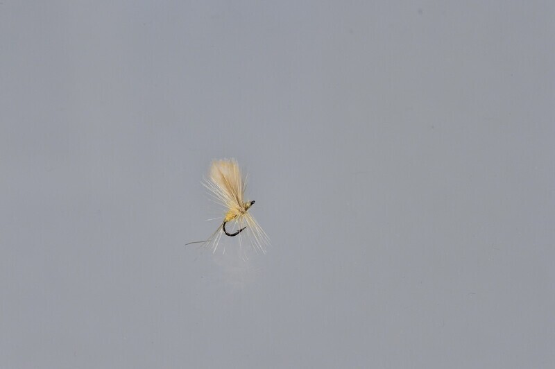 Sulphur Thorax Dun