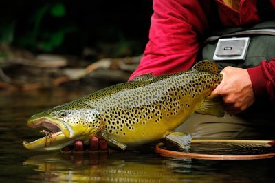 Freshwater Flies