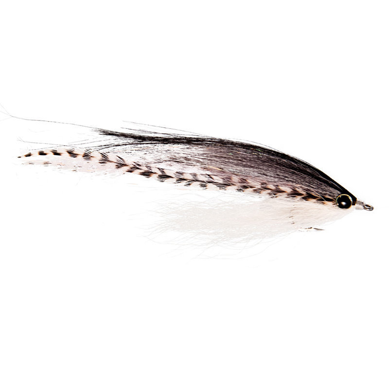 Couch's Bait Fish