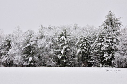 Snowy Evergreens 18x27 Snowy Evergreens 18x27