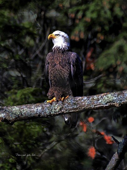 Bald Eagle 18x24 Bald Eagle 18x24