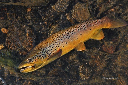 Brown Trout 18x27 Brown Trout 18x27