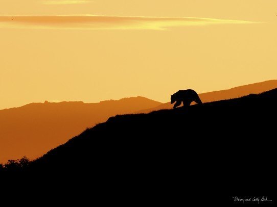 Bear Silhouette 18x24 Bear Silhouette 18x24