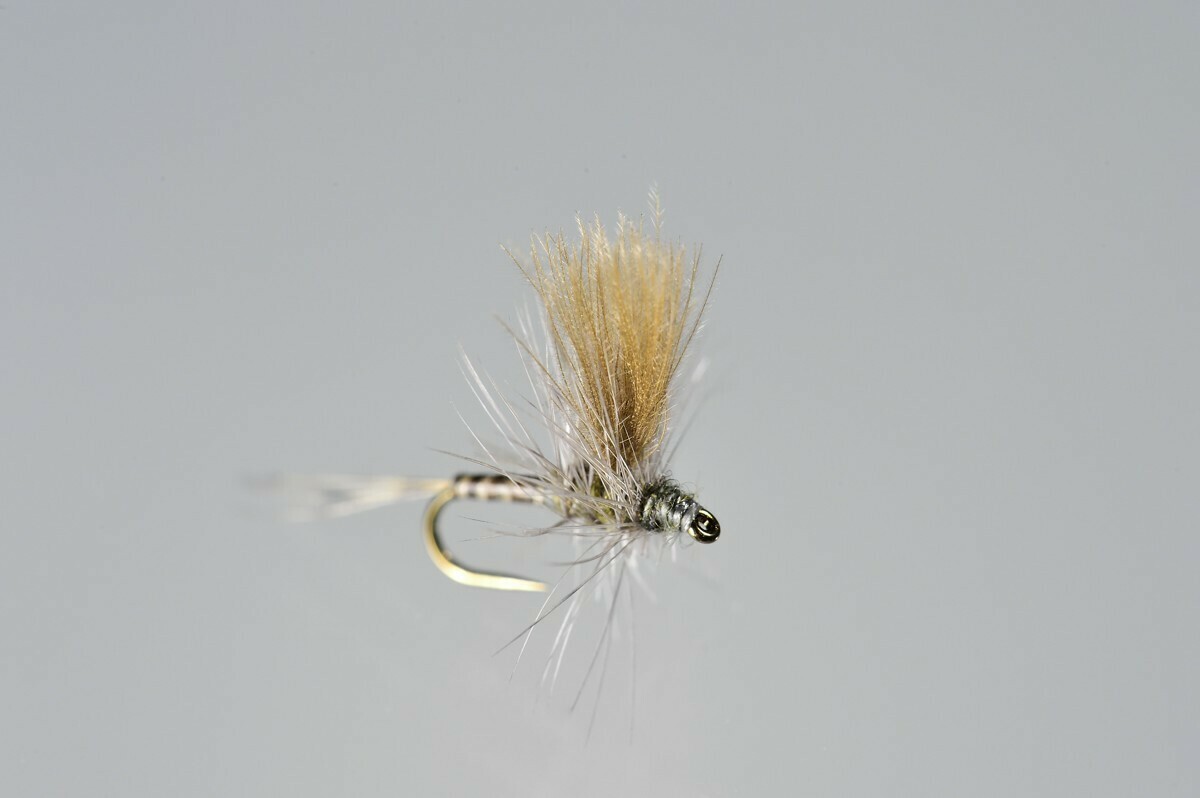 Little Blue Quill CDC Thorax