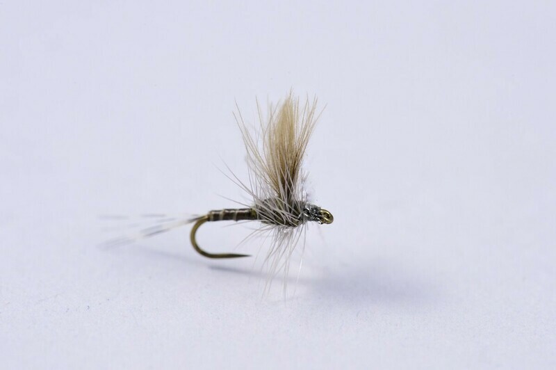 Little Blue Quill CDC Thorax