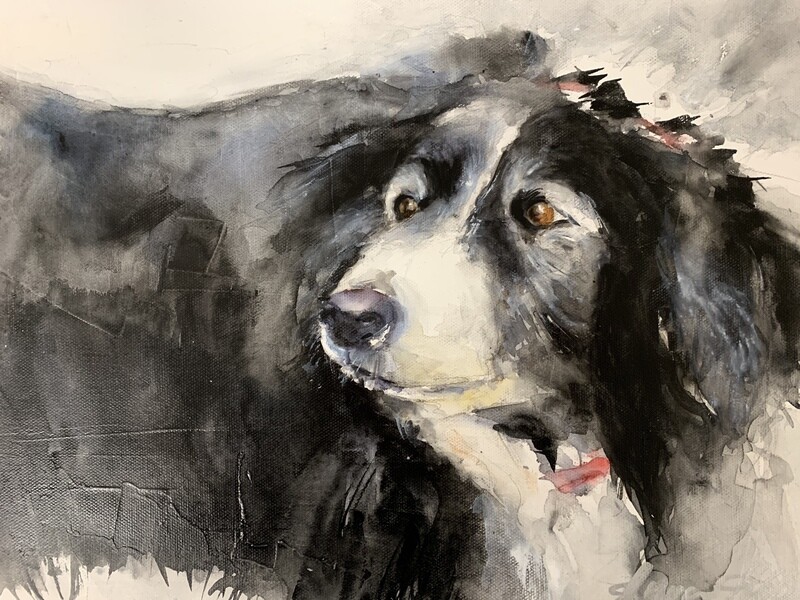 Pet Portraits