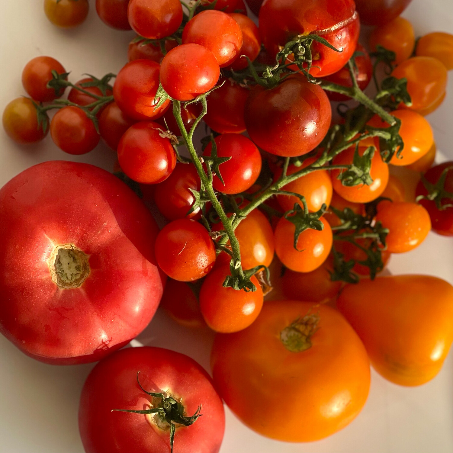 Ассорти ароматных томатов  новый урожай цена за 1 кг