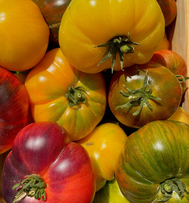 Цветные томаты