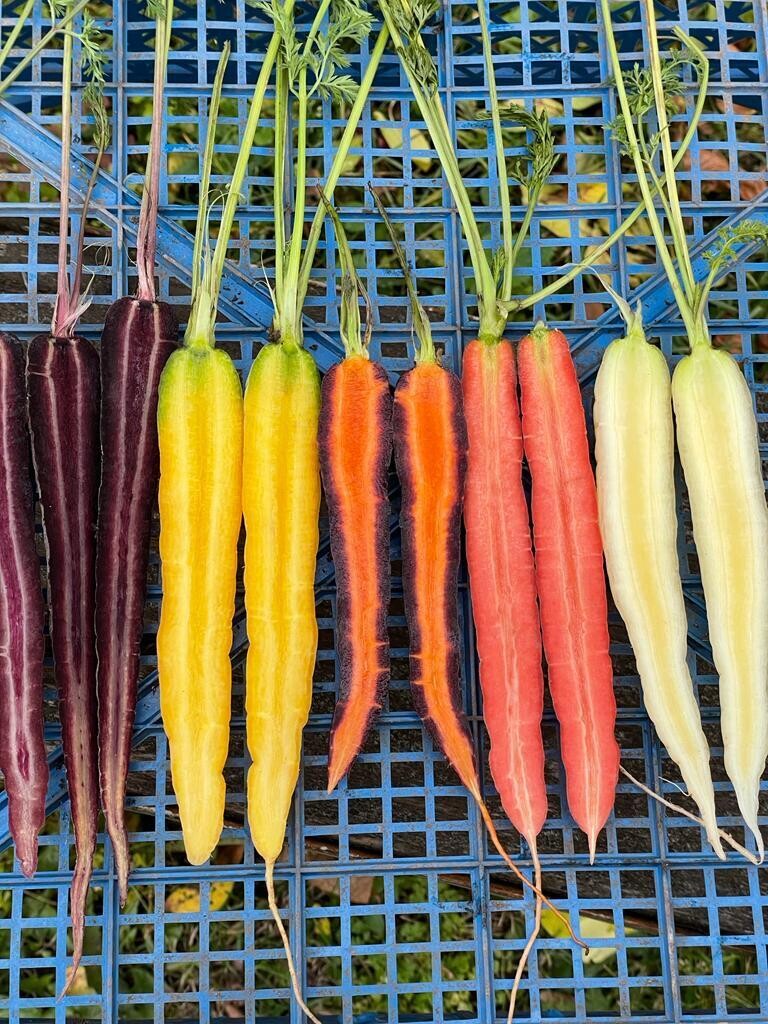 Морковь цветная Экоферма Болотова Цена за 100 гр