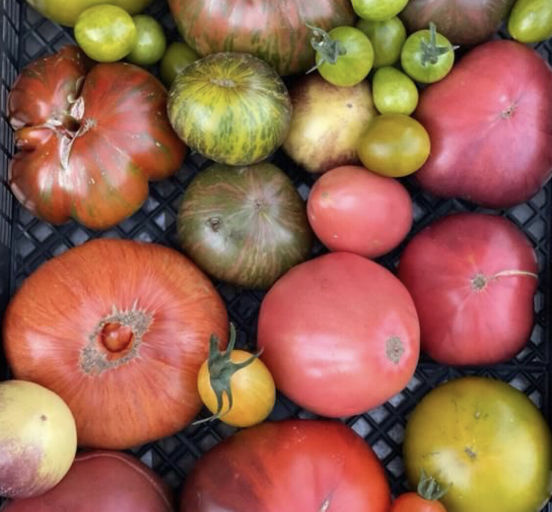 Цветные томаты ферма Болотово 