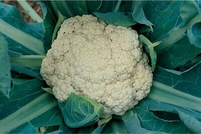 Snow Crown Cauliflower - Organic