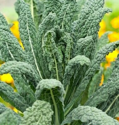 Lacinato Kale - Organic