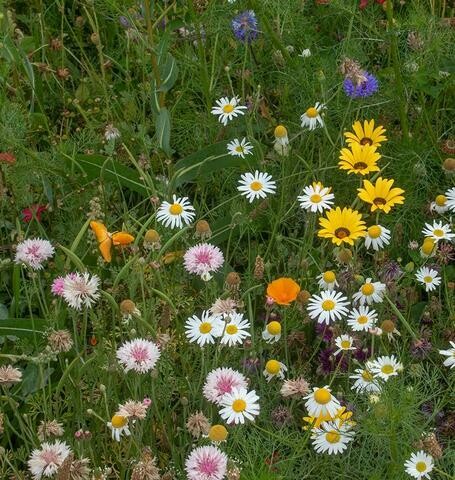 Wildflowers - Biodiversity Blend