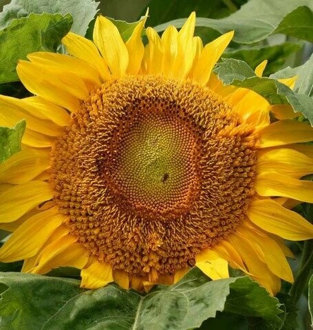 Sunflower - Titan